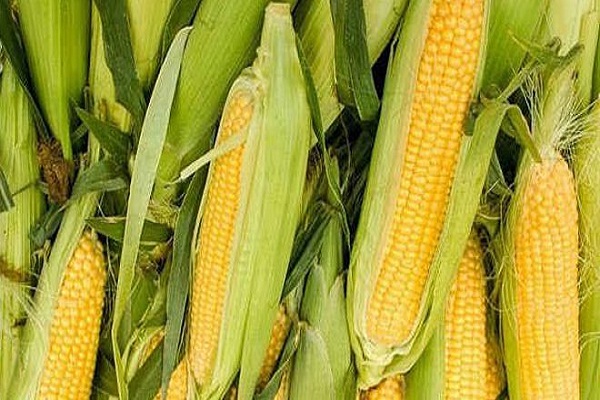 تقوم الزراعة بإعداد مقترحين لحل مشكلة تجفيف الذرة لتوفير متطلبات صناعة الأعلاف.  بوابة الزراعة