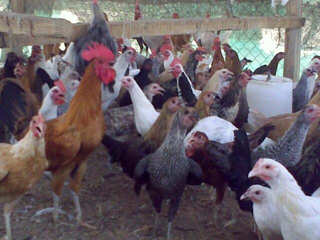 هذه الأسباب وراء تراجع انتاجية الدجاج البلدى من البيض - بوابة الزراعة