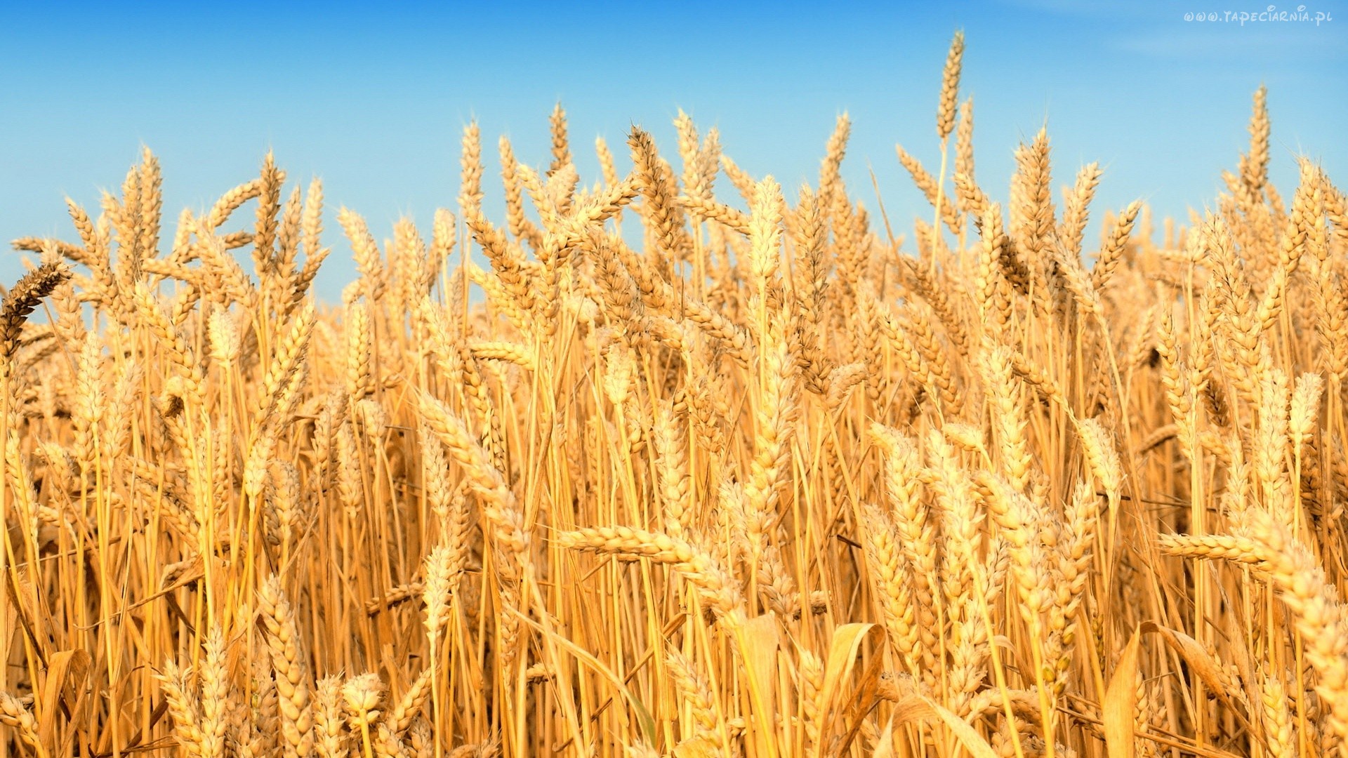 صورة تهدد محصول القمح.. ” نقابة الفلاحين ” تكشف كيفية مكافحة حشيشة الزمير