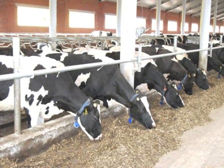 صورة لمربى الماشية.. صرف وتمويل 128 مليون جنية لمشروع  البتلو ضمن ” حياة كريمة”.. تفاصيل