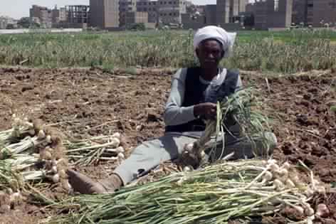 صورة نقيب الفلاحين: بداية حصاد الثوم في صعيد مصر والمنيا وبنى سويف الأكثر مساحة