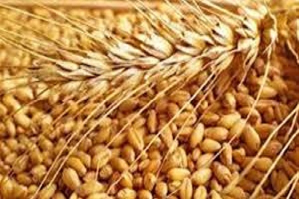 صورة “الاحصاء” : انخفاض إنتاج القمح بنسبة 2.8% مقارنة بالعام الماضى