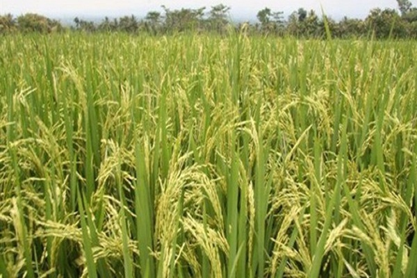 صورة زراعة دمياط: الانتهاء من حصاد 42 ألفا و38 فدان أرز