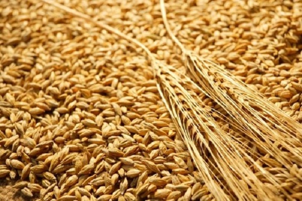 صورة “الصناعات الغذائية” : استمرار انخفاض سعرالقمح عالميا