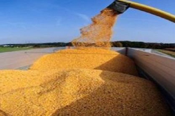 صورة الجزائر .. اتجاه لتقليص واردات الحبوب 25 % في 2021- 2022