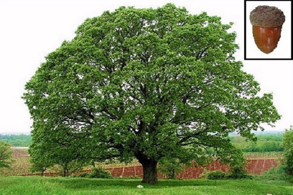 صورة شجرة البلوط تنافس ” الفراعنة ” في علم التحنيط !!