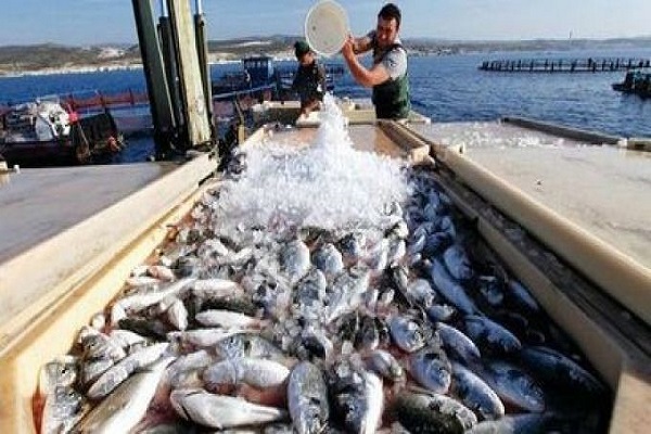 صورة حملات لمواجهة التعدي على الثروة السمكية ببحيرة ناصر