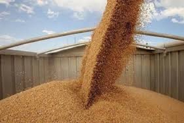 صورة مؤسسة الحبوب السورية تسعى لشراء 200 ألف طن قمح