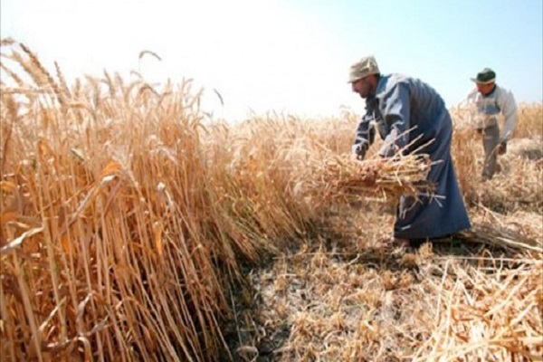 صورة “الزراعة” : حصاد 2 مليون فدان قمح وتوريد 2 مليون طن