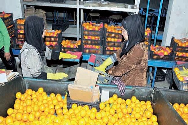 صورة بزيادة 5٪ .. مليون طن صادرات مصر الزراعية خلال شهرين