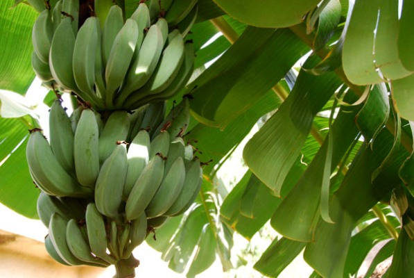 صورة برامج إرشادية لمزارعى الموز بأهمية إستخدام طرق الرى الحديثة
