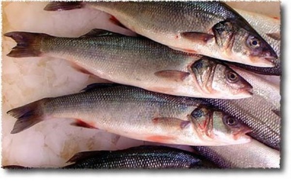 صورة اسعار الأسماك اليوم الجمعة 17 يناير 2020