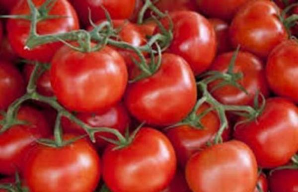 صورة “الزراعة” : حظر استيراد تقاوى الطماطم 023 بعد ثبوت إصابتها بفيروس