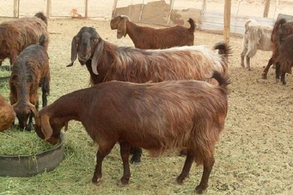 قسم للتدريب على تربية الماعز والأغنام بالمدارس الزراعية بالوادى الجديد -  بوابة الزراعة