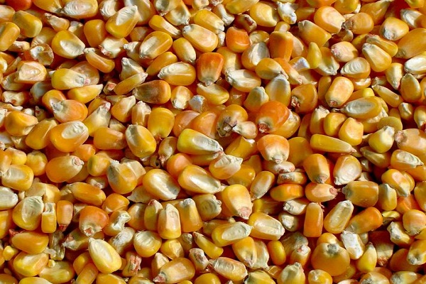 صورة معهد المحاصيل الحقلية يصدر التوصيات الفنية لمزارعى محصول الذرة الشامية عند الحصاد