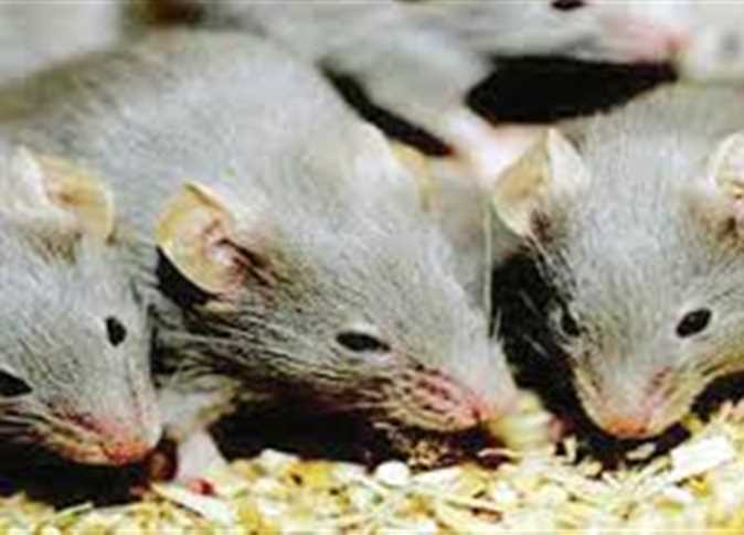 صورة ننشر خطة وزارة الزراعة لمكافحة القوارض .. والفئران فى المقدمة