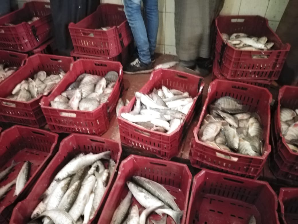 صورة ” الثروة السمكية” تصدر النشرة الدورية بأهم أنشطتها الانتاجية خلال شهر يونيو الجاري