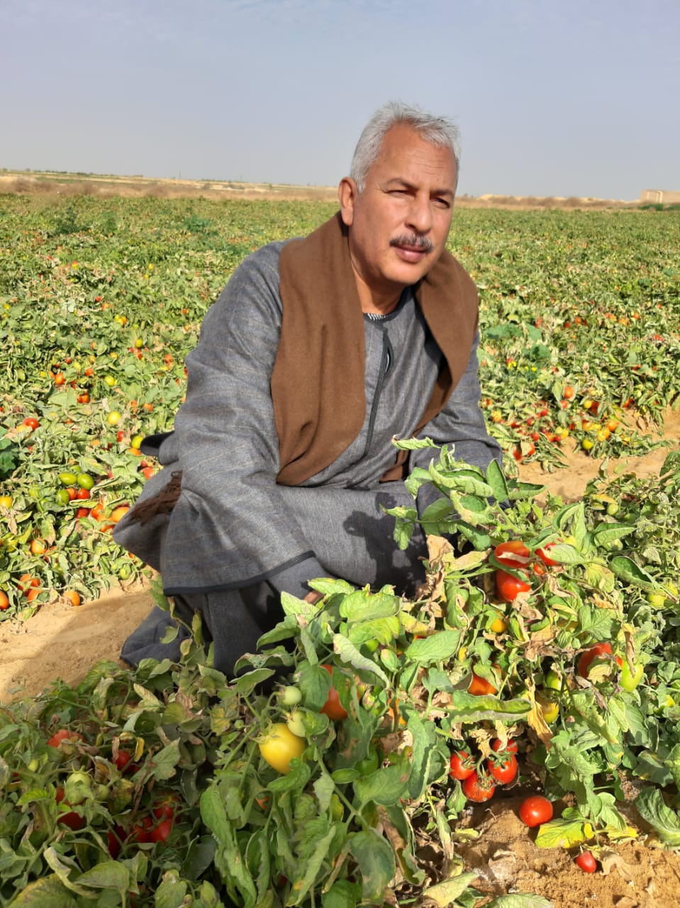 صورة نقيب الفلاحين : إرتفاع اسعار الطماطم في الخمسة عشر يوما الماضيه كان بنسبة 40%