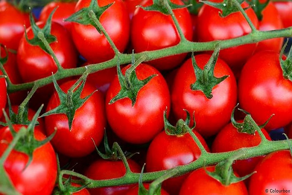 صورة تقرير : المساحة المنزرعة من الطماطم 400 ألف فدان تنتج 6 ملايين طن سنويا