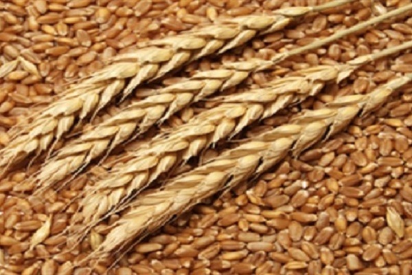صورة لجان لمتابعة محصول القمح وبرامج إرشادية لزيادة الإنتاج