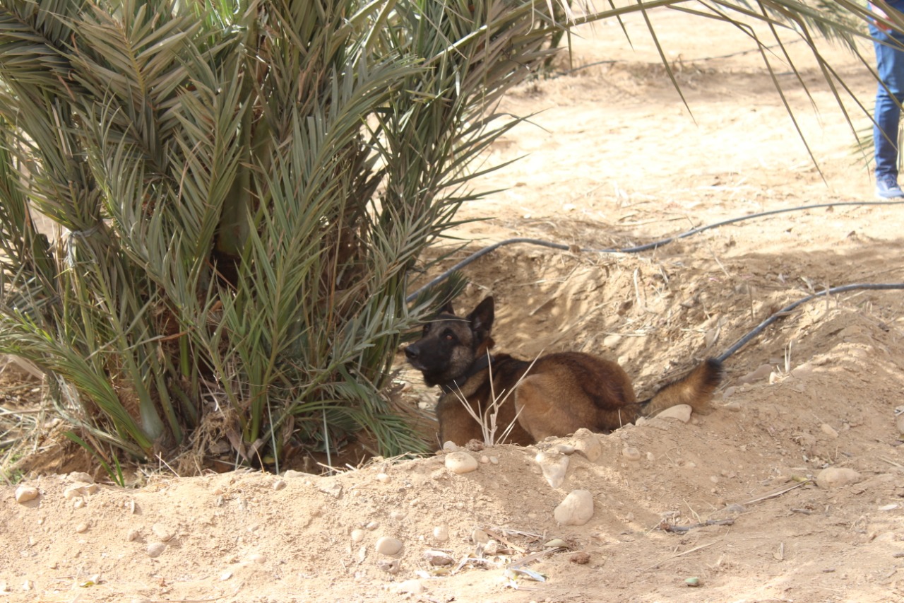صورة بالفيديو والصور.. الاكتشاف المبكر لسوسة النخيل بواسطة الكلاب المدربة