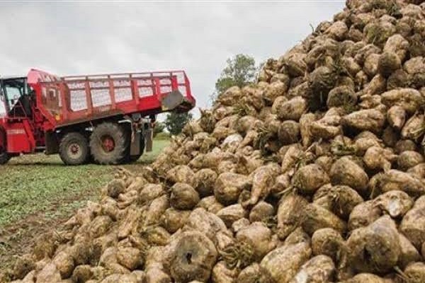 صورة ارتفاع صادرات مصر الزراعية الى اكثر من 5.3 مليون طن والبنجر فى المركز الثاني بعد الموالح