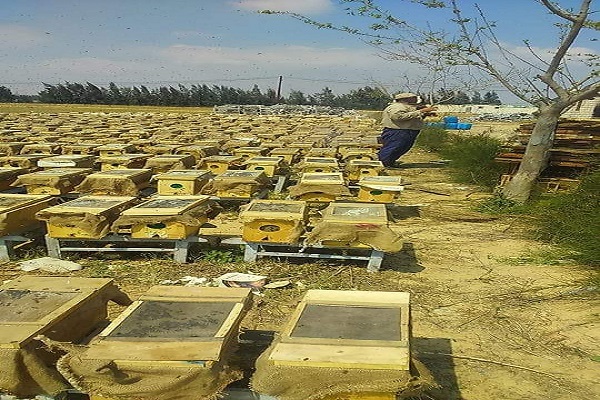 صورة  توصيات مهمة لـ ” معهد وقاية النباتات ” لتخفيف تاثير إرتفاع درجات الحرارة على نحل العسل