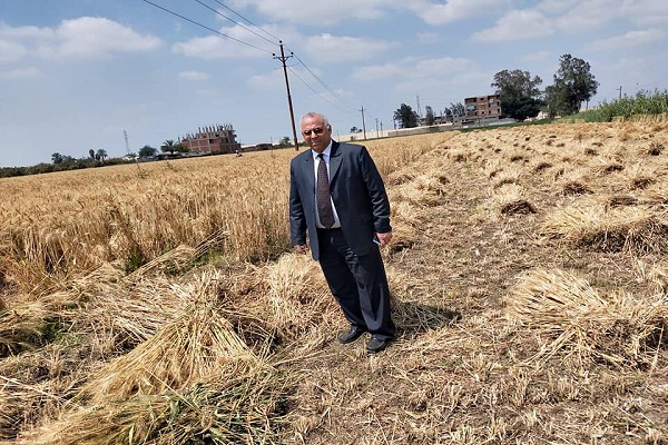 صورة الزراعة تعلن بدء حصاد القمح في بعض المحافظات.. صور