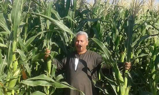 صورة “نقابة الفلاحين “: زراعة الذرة تحل معظم المشاكل في مصر
