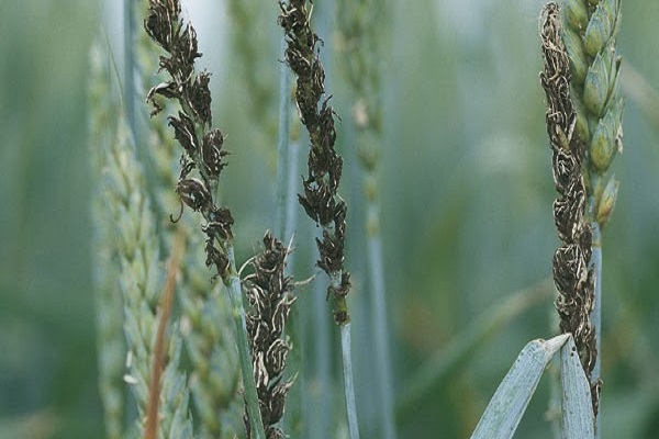 صورة مرض التفحم فى محصول القمح و الشعير ..  تعرف على العلاج وأفضل طرق المكافحة