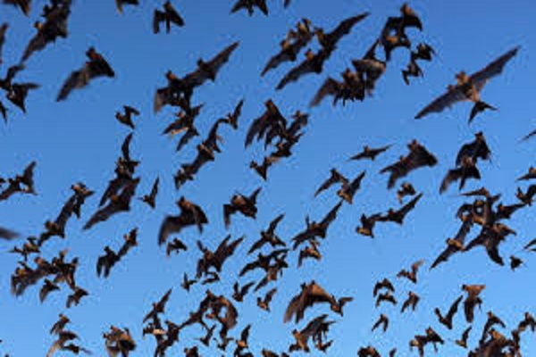 صورة تعرف على وصفة نقيب الفلاحين للتخلص من الخفافيش