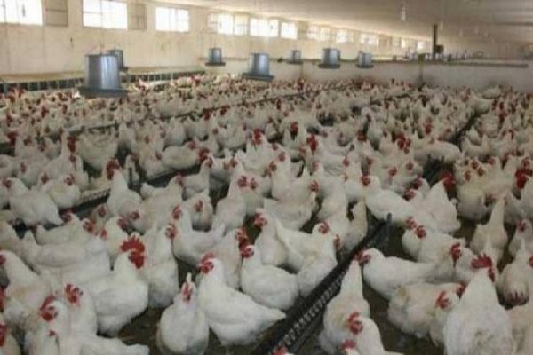صورة الدكتورة رشا محسن تكتب : الالتهاب المعوي النخري في الدجاج ومقاومتها للمضادات الحيويه