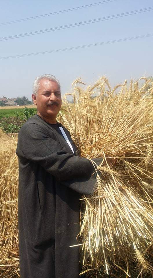 صورة نقيب الفلاحين : بيانات وزارة الزراعه بشأن القمح غير دقيقه