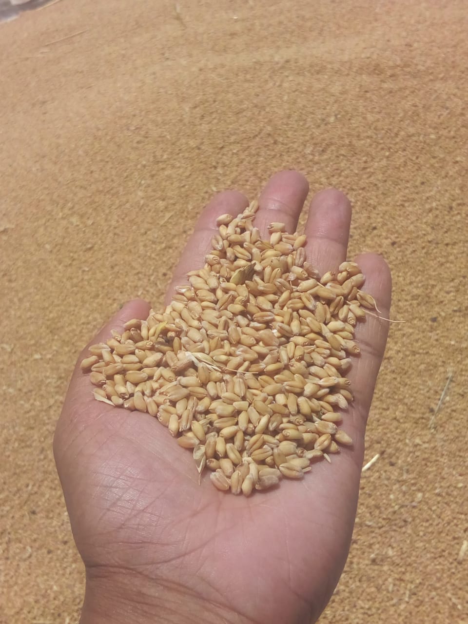 صورة نقيب الفلاحين : توقعات بوصول انتاج مصر من القمح إلى 9 ملايين طن