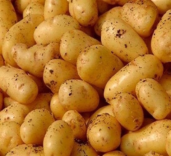 صورة مصر تحقق رقم قياسى فى صادرات البطاطس لأول مرة وتتجاوز 816 ألف طن