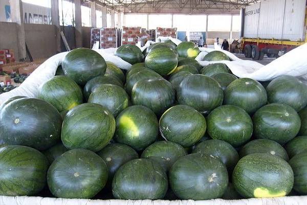 صورة “الزراعة ” توضح حقيقة انتشار أنواع مسمومة من البطيخ والخوخ