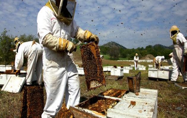 صورة “لو حابب تعمل منحل عسل” .. معهد وقاية النباتات ينظم دورة تدريبية حول كيفية إنشاء منحل