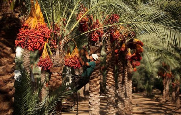 صورة “الزراعة” تصدر نشرة بالتوصيات الفنية لمزارعي نخيل البلح خلال شهر يوليو