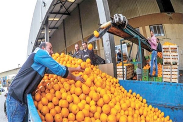 صورة ارتفاع صادرات مصر الزراعية الى أكثر من 3.3 ملايين طن خلال هذا العام