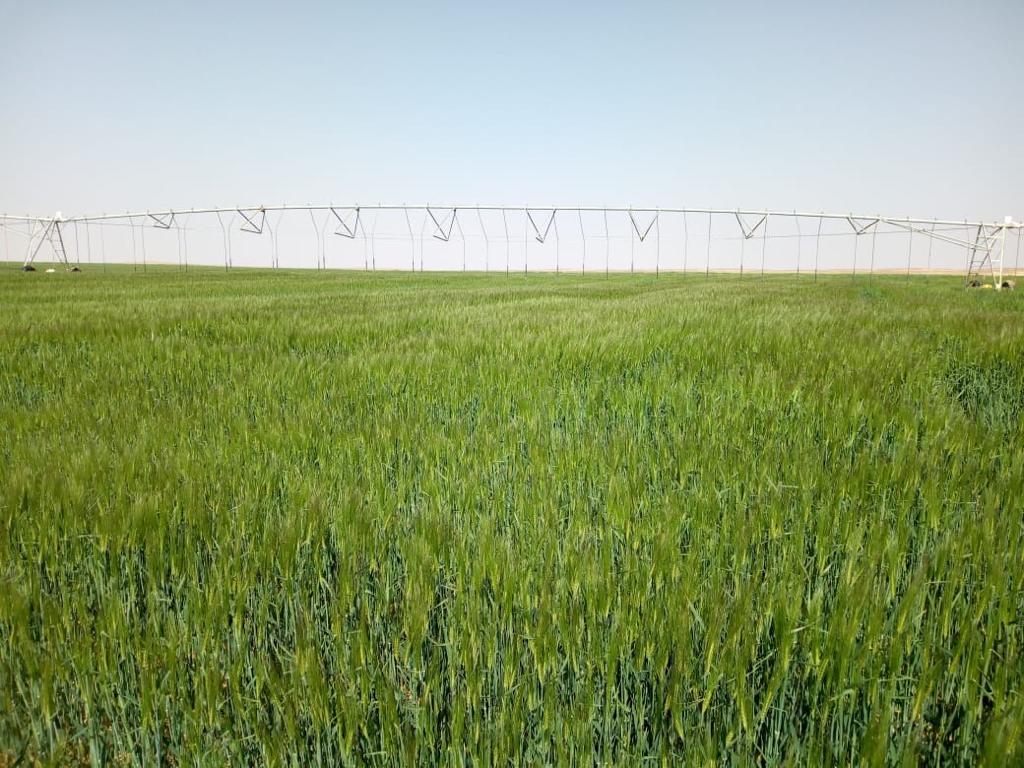 صورة وزير الرى : إيقاف تنفيذ عمليات الصرف المغطى بالأراضى المنزرعة بمحصول القمح