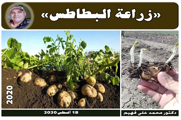 صورة رسائل الدكتور فهيم لمزراعى البطاطس .. خلينا نبدأ صح
