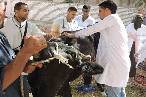 صورة  أسيوط : بدء تنفيذ الحملة القومية لتحصين الماشية ضد الحمى القلاعية والوادي المتصدع ..صور