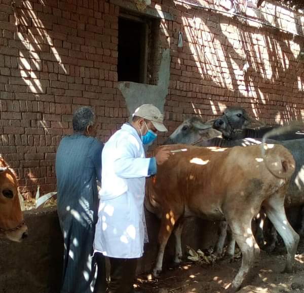 صورة بالصور..  تحصين أكثر من 2.2 مليون رأس ماشية ضد مرض الحمي القلاعية وحمى الوادي المتصدع على مستوى الجمهورية