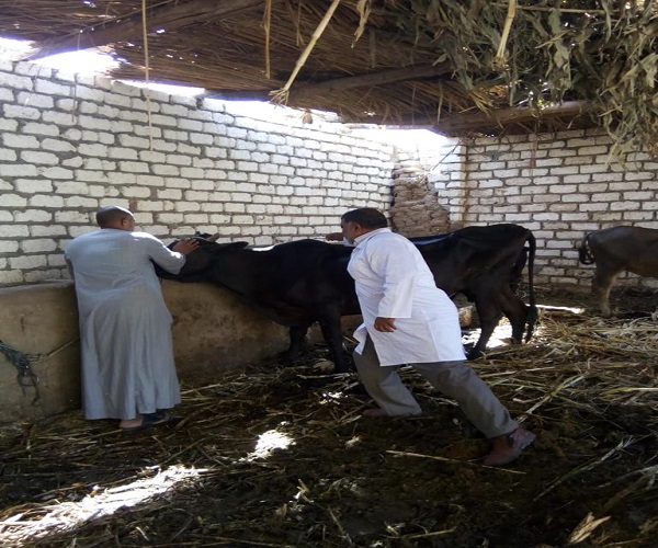 صورة الزراعة :مسح 3001 قرية لرصد واكتشاف الأمراض الوبائية وتحصين 1,7 مليون رأس ماشية..صور