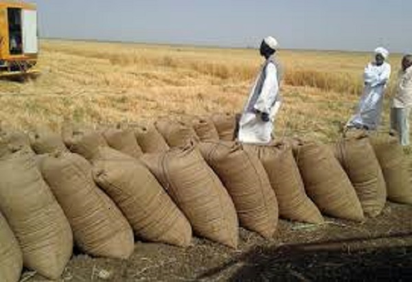 صورة السودان : مضاعفة مساحة القمح في الموسم الشتوي