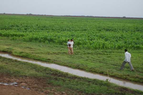 صورة السودان .. “حمدوك” يؤكد توفير الدعم لانجاح موسم زراعة القمح بمشروع الجزيرة