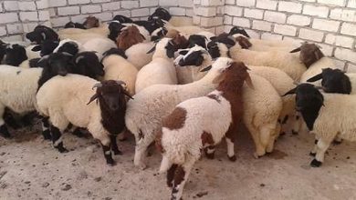 صورة سعر الكيلو قائم فى الماعز والأغنام .. أسعار اللحوم الحمراء اليوم الثلاثاء 5 أبريل 2022 