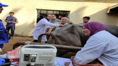 صورة بالصور .. 6 قوافل بيطرية لفحص وعلاج 3500 رأس ماشية مجانا بمحافظة المنوفية