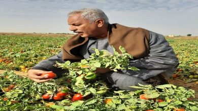 صورة أبو صدام : الطماطم تكوي جيوب المواطنين والبطاطس تكوي ظهور الفلاحين والتاجر “مزغطط” في الحالتين