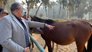 صورة بالصور.. وزير الزراعة يتفقد محطة الزهراء للخيول لمتابعة تطويرها ورفع كفاءتها